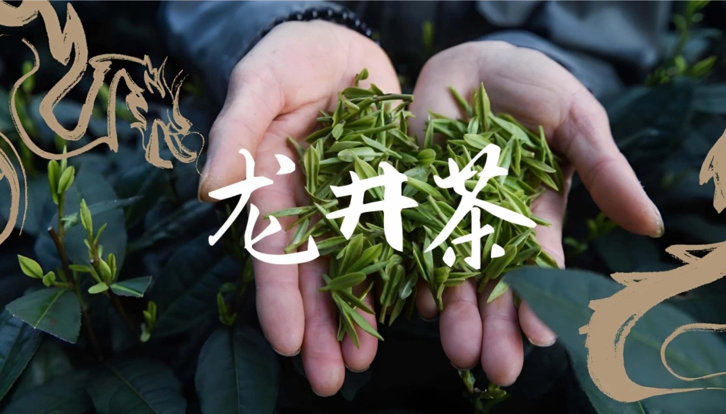 Dragon Well Tea: image 9 of 9